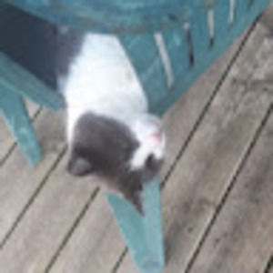 Meet your Posher, Sam